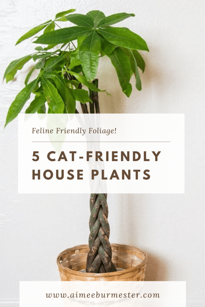 5 houseplants that are safe for cats
