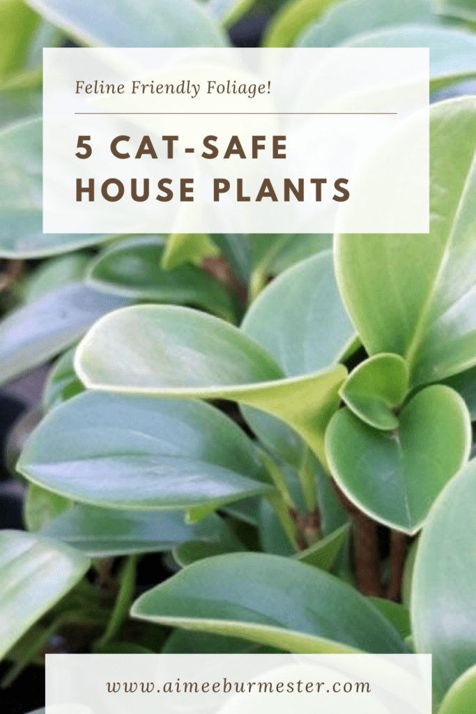 5 Cat-Safe Houseplants