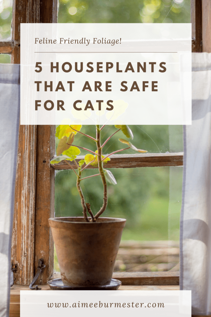 5 Cat-Safe house plants