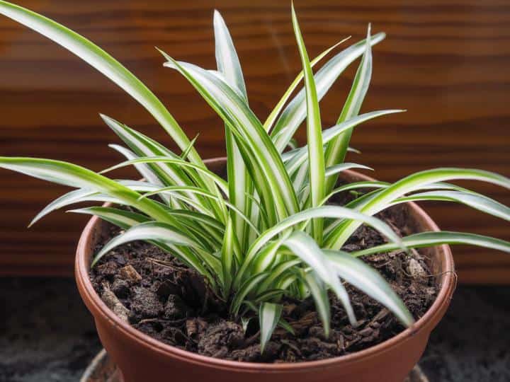 5 Houseplants that are safe for cats