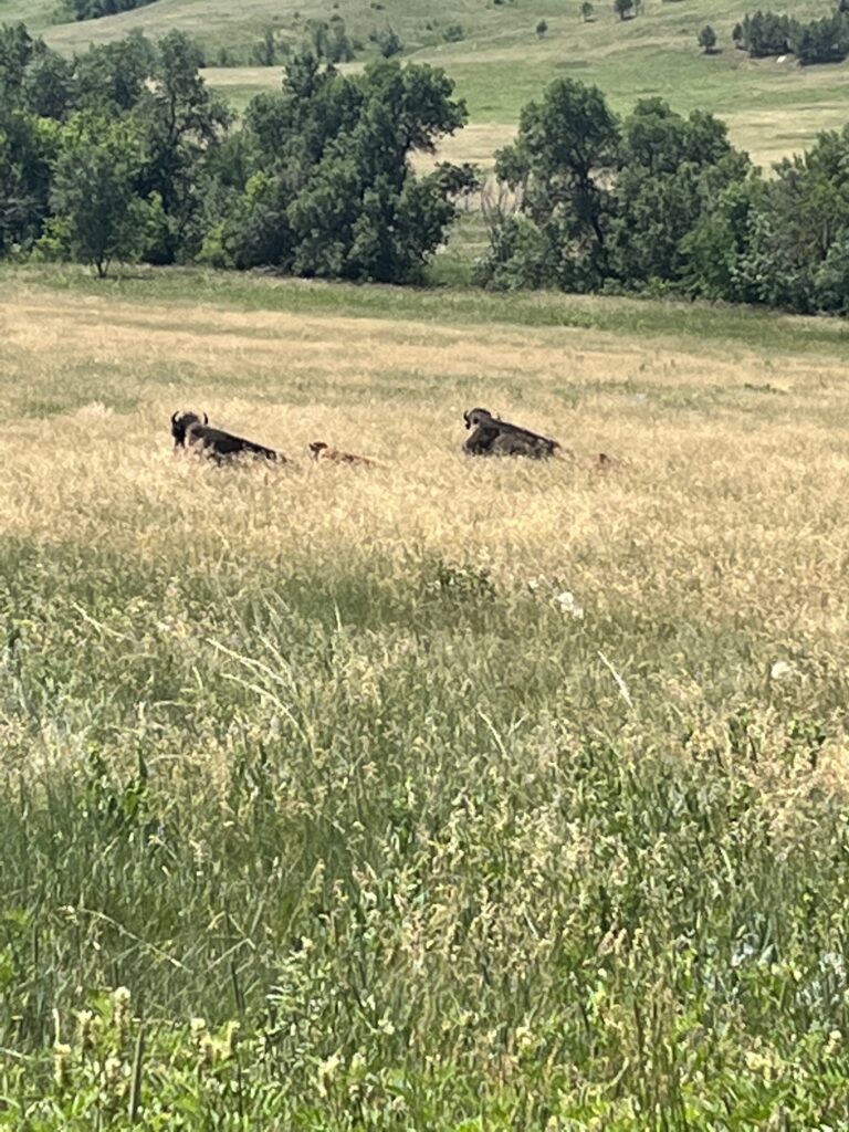 Bison on Custer State Park Wildlife Loop, Black Hills Honeymoon